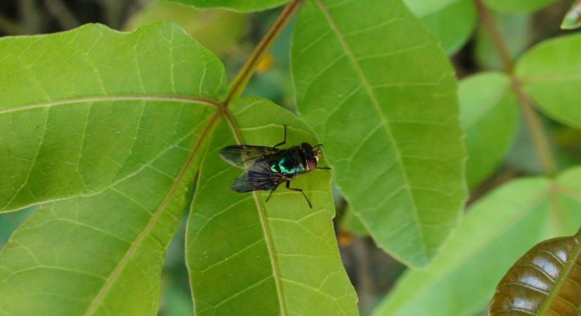 Bőrünkbe fúrja be magát ez a parazita: sokan retteghetnek az emberbagócstól