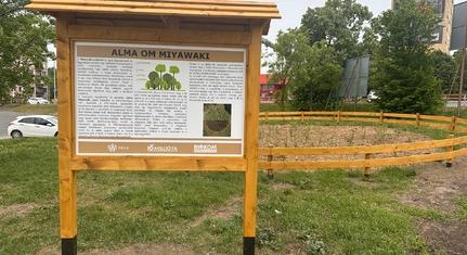 Miyawaki-erdővel gazdagodott Pécs: új zöld sziget a Szent Borbála Parkban