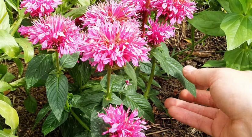 Megtudtuk, mit ültetnek az okos kertészek, hogy ne kelljen kullancstól tartaniuk