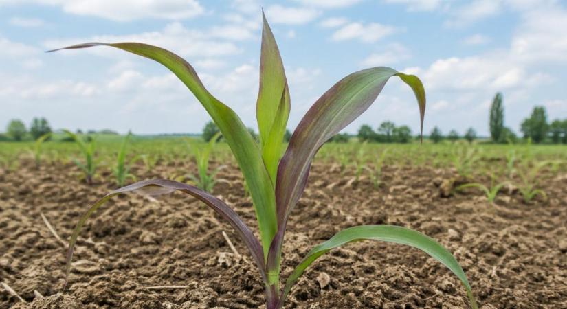 Most döntöttek: akár 18 millió forint adható műtrágya és gázolaj vásárlására