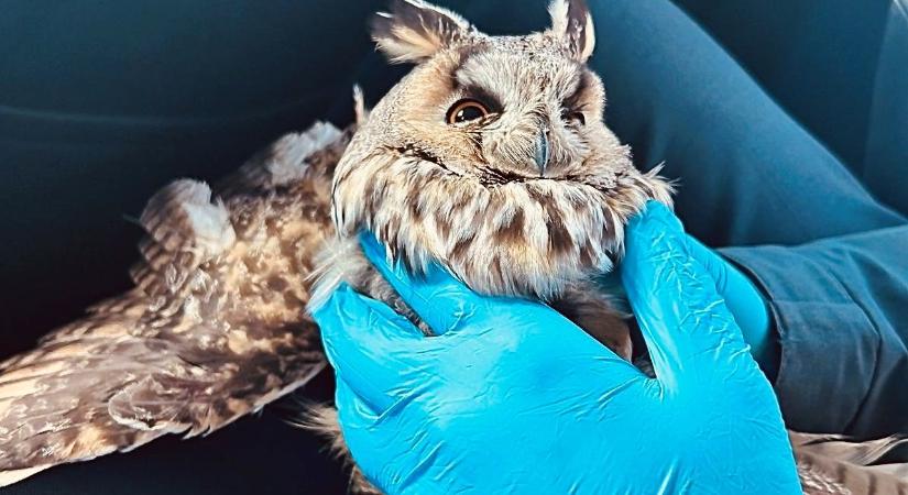 Fülesbagoly az M4-esen: rendőrök segítettek