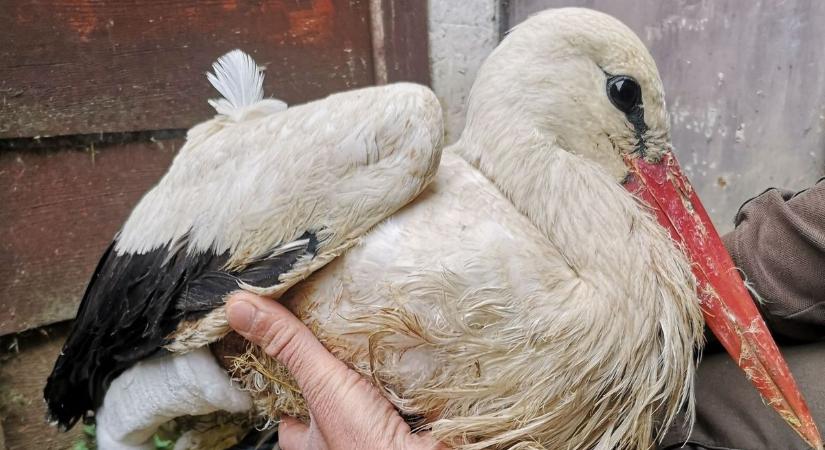 Drámai mentés Baranyában: súlyosan sérült gólya küzd az életéért