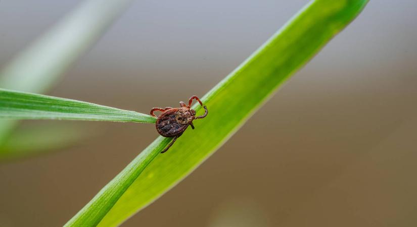Az erdészek trükkje: egyetlen tárgy elég a kullancsok elleni védekezéshez