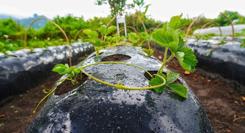 Mikroműanyagok a kertben: nem is hinnéd, mennyi kárt okoznak – így kerülheted el