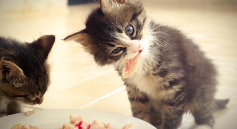 Nyers etetés, madárinfluenza, macskák: miért került újra elő a téma?