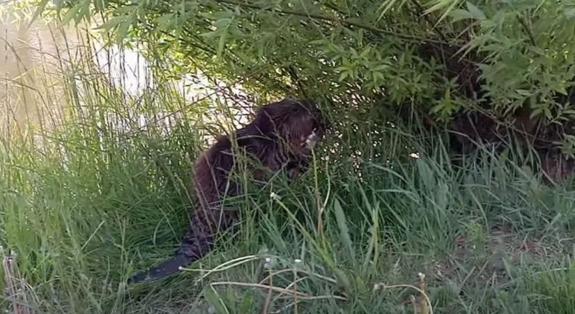 Hódot videóztak le Kazincbarcikán, a Csónakázó-tónál – egy bokor tövében rágcsált