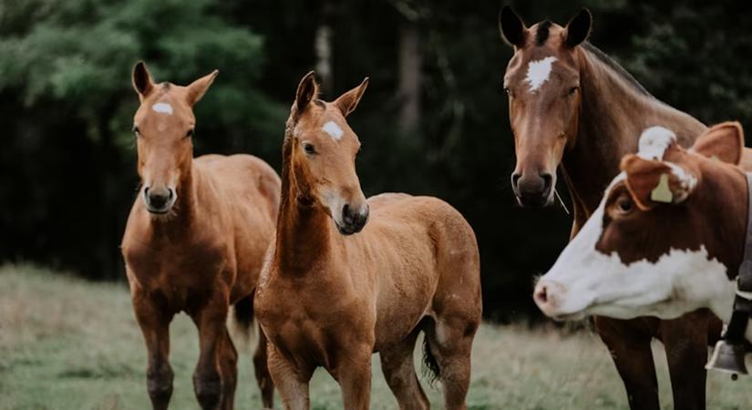 Olaszország betilthatja a lóhús fogyasztását: társállat vagy haszonállat a ló?
