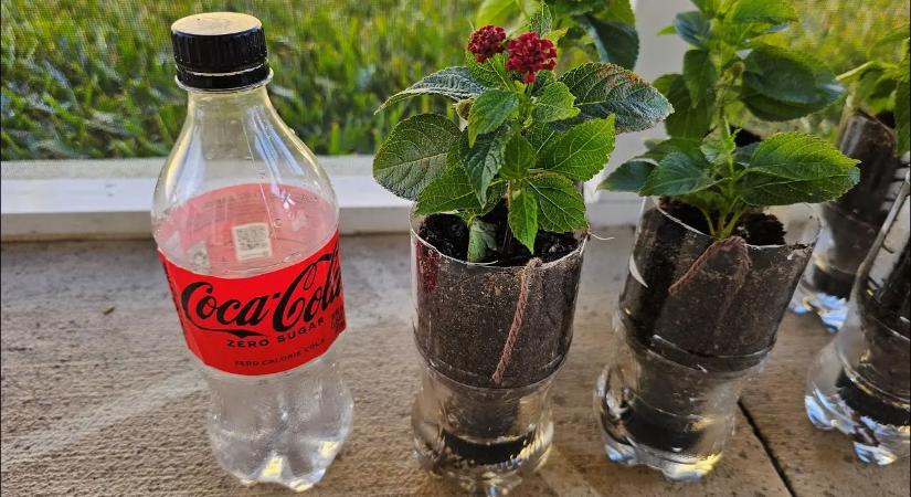 Ezért önt sok spanyol kólát a kertbe, a magyarok pedig egyáltalán nem is használják!