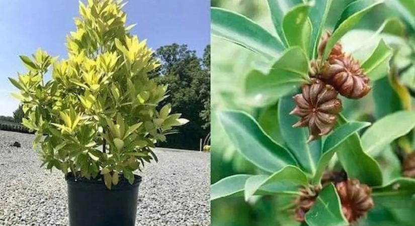 Így termeszd otthon az Illucium verum fűszert, vagyis a csillagánizst