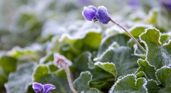 Megdőlt a hajnali hidegrekord április 30-án: mínusz 5 fokot mértek