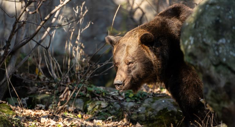 Újabb borsodi településen kószál egy barna medve, figyelmeztették a túrázókat