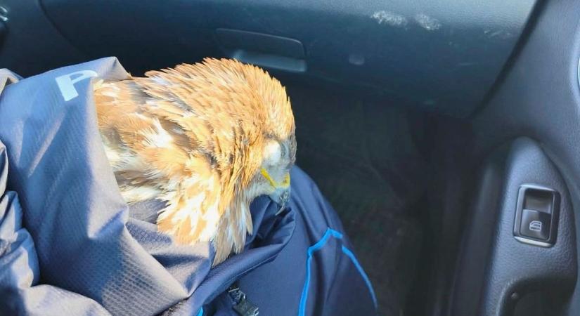 Napi cuki: egerészölyvöt mentettek a vasi rendőrök