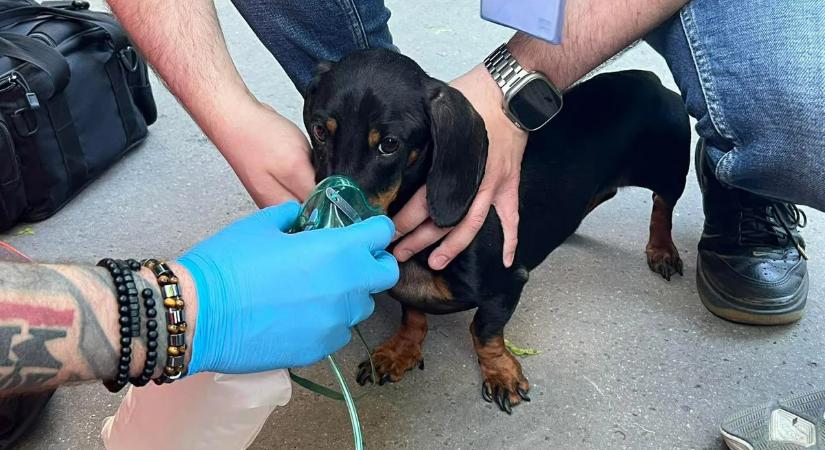 Napi cuki! A gazdival együtt a nyuszit és a kiskutyát is megmentették a mentők