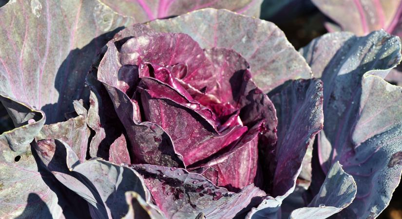 Mélyponton a lengyel vöröskáposzta ára