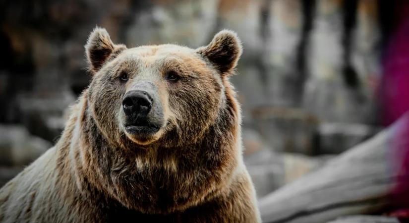 Újabb borsodi faluban bukkant fel egy barnamedve