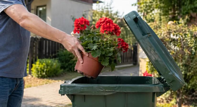 Dobd ki a gagyi muskátlit! Mutatunk 3 sokkal szebb balkonnövényt