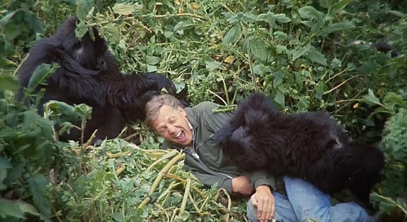 Majdnem kivégezték David Attenborough-t? Dermesztő titok derült ki a híres gorillás jelenetről