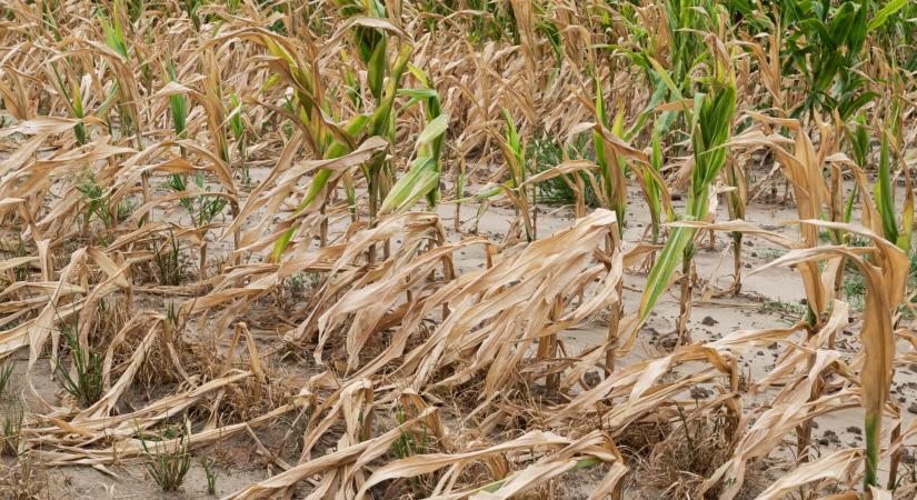 Kongatják a vészharangot: olyan pusztító szárazság csapott le Magyarországra, amire senki sem számított