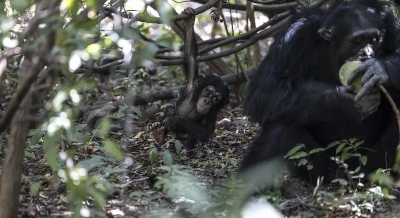 Vége a meteorológusok karrierjének? Ők lehetnek a jövő időjósai