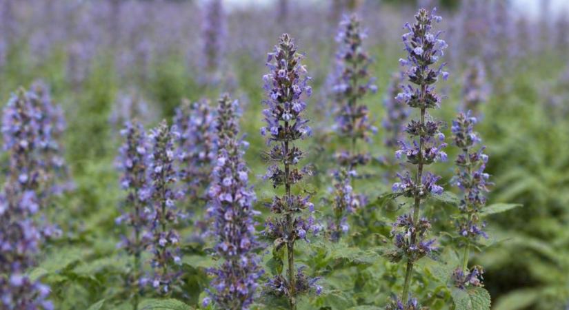 Mi kelne ki másodvetésben? Itt az aszálytűrő és méhbarát chiamag!