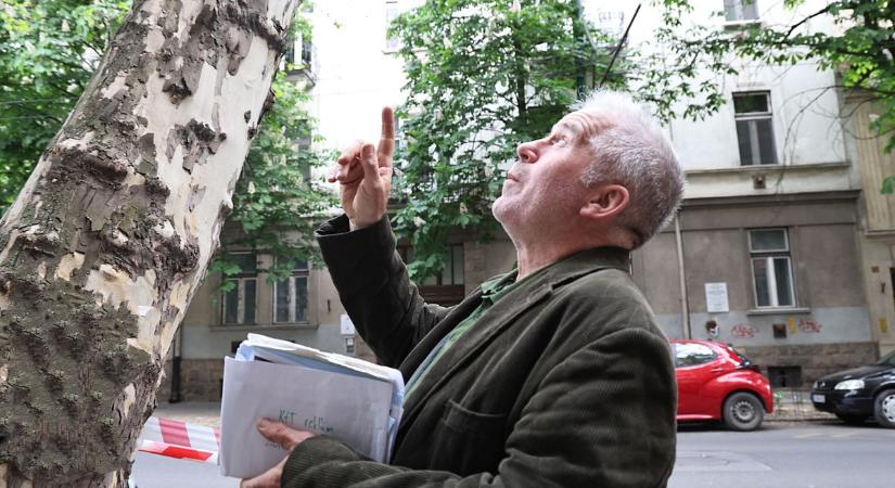 Kordon, műszer, aggodalom: eldőlt a szegedi platán sorsa