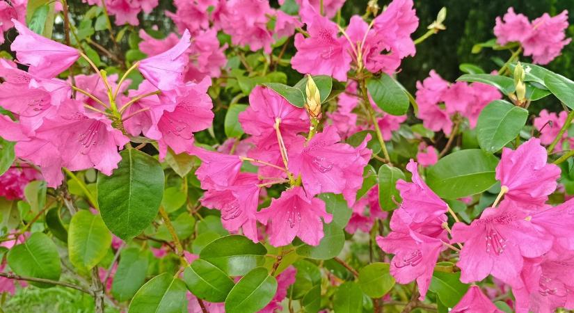 Most érdemes felkeresni Zala természeti csodáját, pompás látványban lehet részünk!