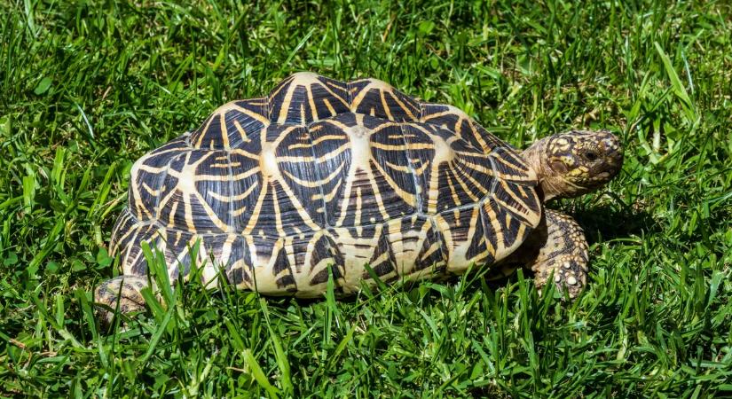 Thaiföldön őrizetbe vettek egy nőt, aki indiai csillagteknősöket próbált kicsempészni az országból