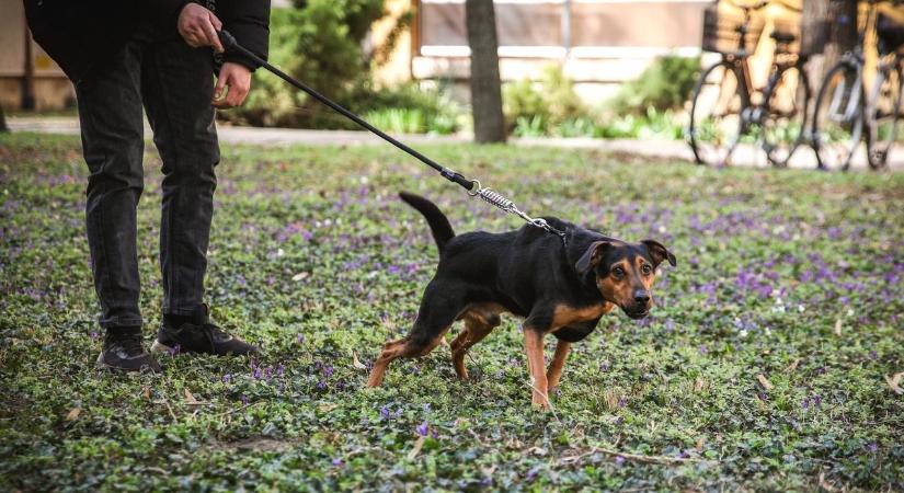 Fokozott figyelemre intik a baranyai kutyásokat: betegség, mérgezés és ragadozók jelentek meg