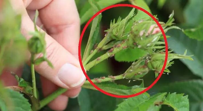 Pofonegyszerű a levéltetvek ellen védekezni: csak csináld EZT!