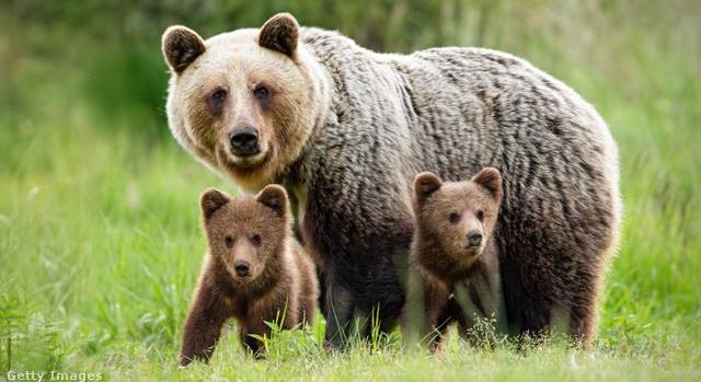 Medve kószál a népszerű hazai kirándulóhelynél: óvatosságra intik a túrázókat