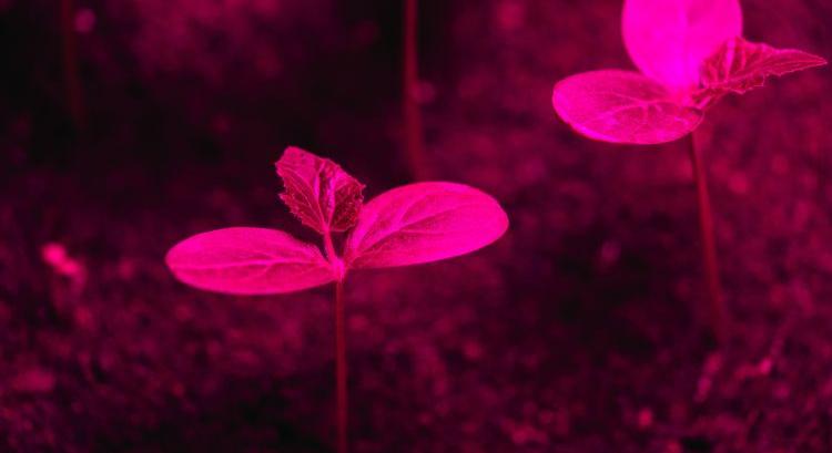 A LED átírja az üvegházak klímáját