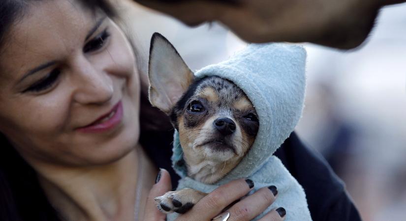 A kutyák agya az elmúlt ötezer évben elkezdett zsugorodni, de ez nem azt jelenti, hogy butábbak is lettek