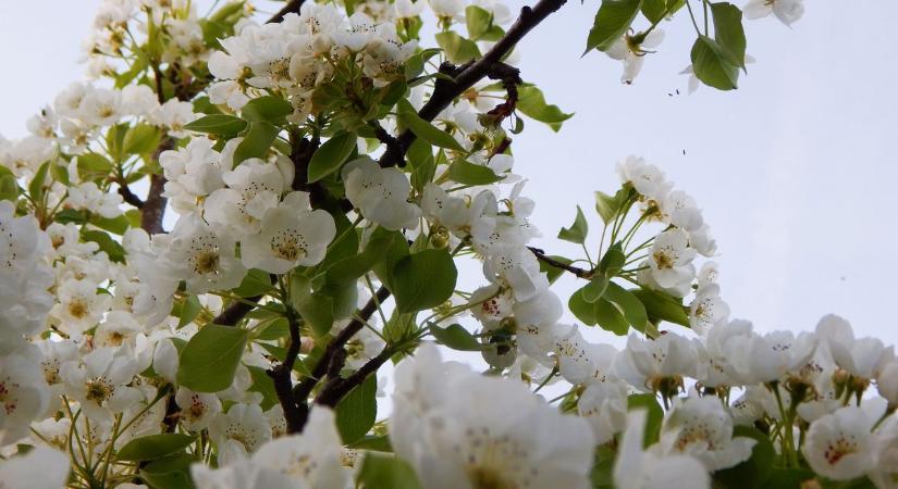 A gyümölcsfák betegségei: most dől el a termés sorsa, ezeket kell tudnia minden kerttulajdonosnak!