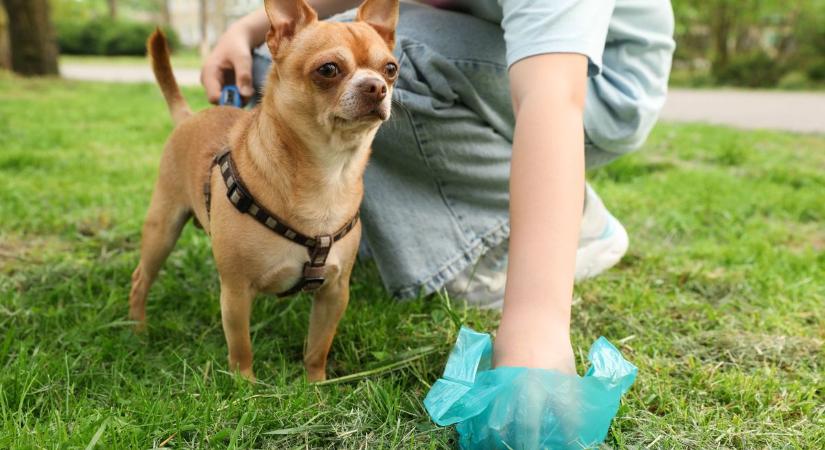 Miért olyan nehéz lehajolni a kutyapiszokért?