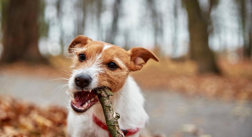 Miért eszik fát a kutyánk, és mikor válhat ez veszélyessé?