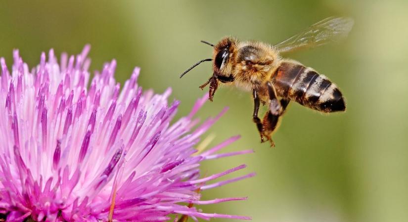 A hazai jobb - ma van a méhek napja!