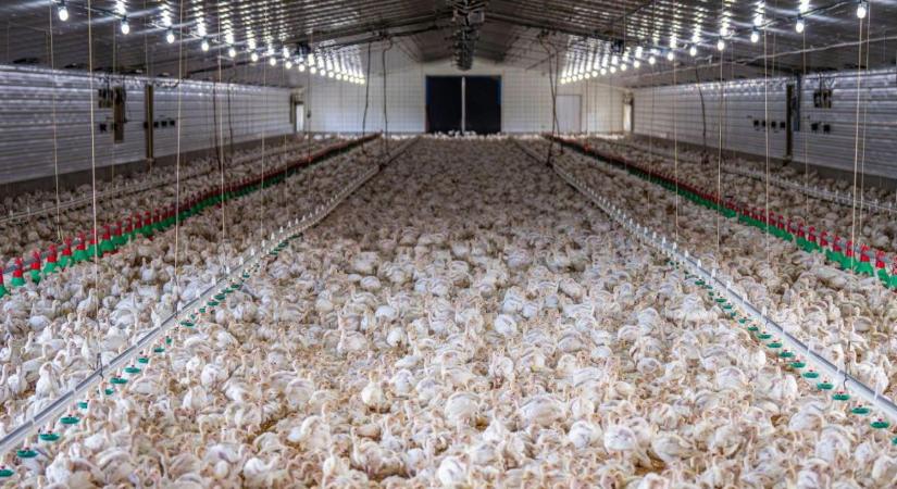 Börtönbe mehet a DJ a csirkék miatt? Szürreális tragédia egy baromfifarmon