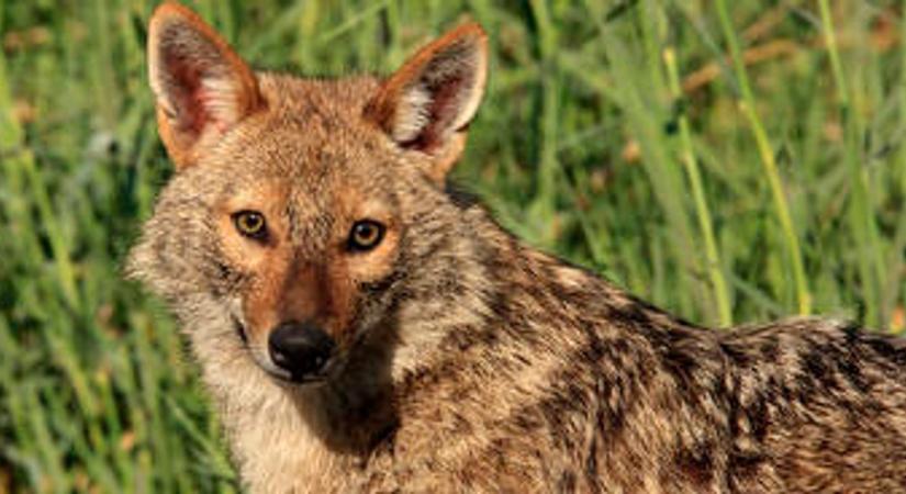 Kihaltnak hitt ragadozó jelent meg Magyarországon, jobb vele vigyázni