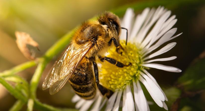 Április 30. a méhek napja