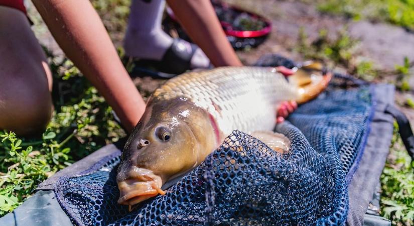Változik a rend a Tisza-tavon – tilalmak lépnek életbe a horgászverseny miatt