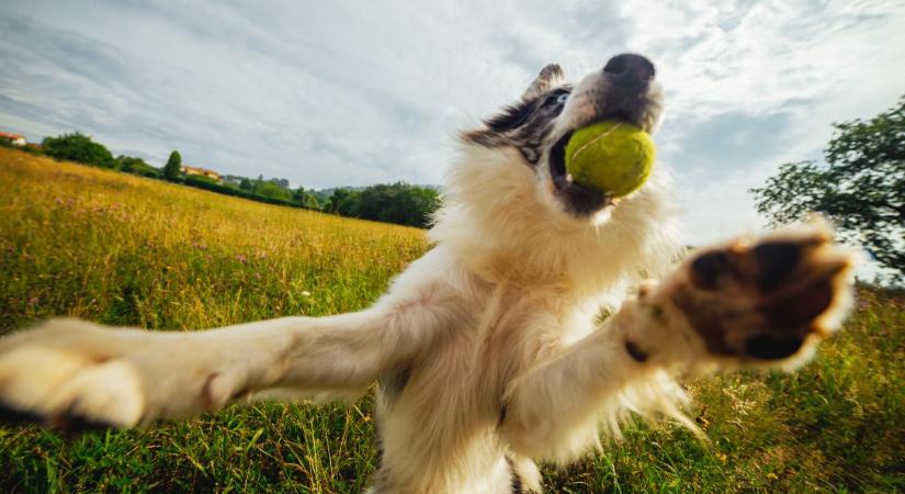 Unod, hogy minden második kutya bichon az utcán? Ezt válaszd az AI szerint a személyiségedhez!