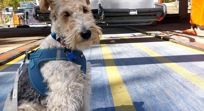 Közös kaland gazdinak és kutyának: új élménypark nyílik Eplényben