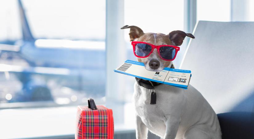 Felpörgött az utasbiztosítási piac: nő a kereslet és az átlagdíj is