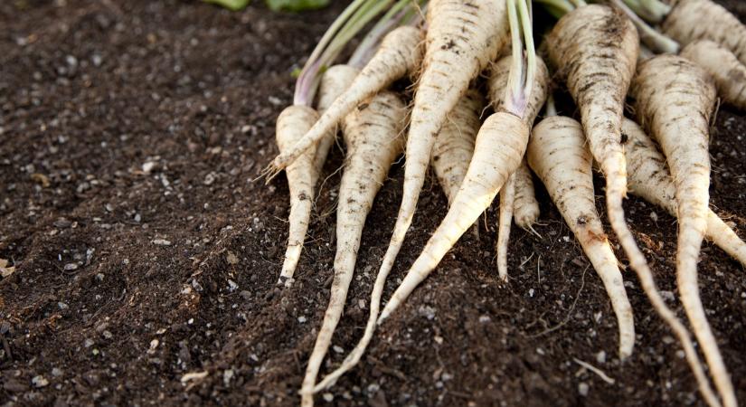 Eltűnt a magyar kertekből ez a szuperzöldség: aranyat ér, mégis alig ültetik