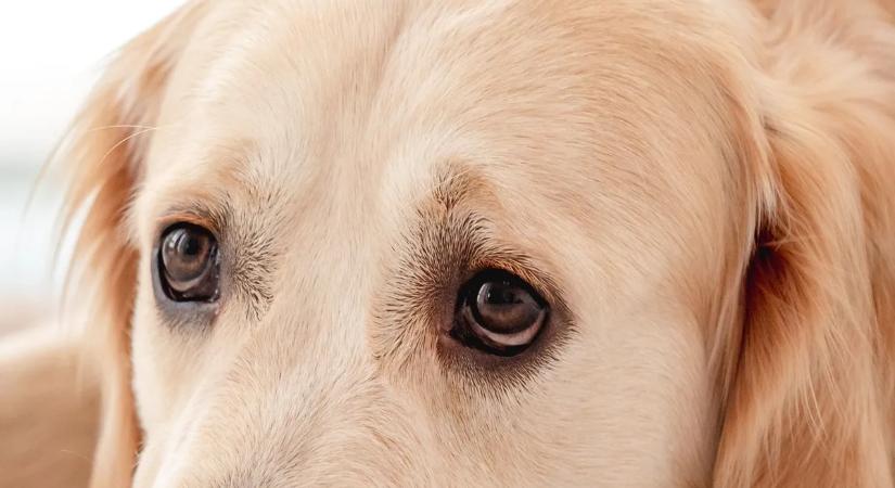 Figyelmeztették a kutyásokat: Betegség, mérgezés és ragadozók jelentek meg