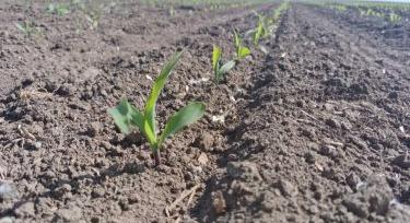 Fenológia Figyelő Napok, 2026.04.28. Jánoshalma