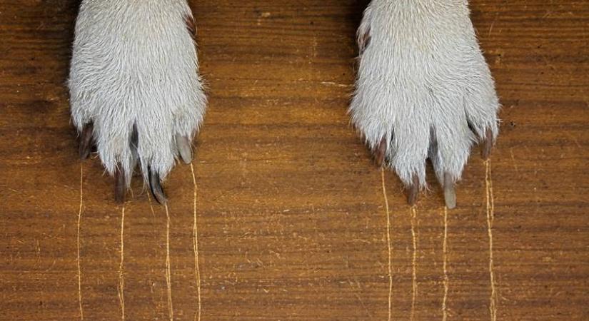 Miért kapar a kutya a lakásban? Ez a 3 leggyakoribb ok