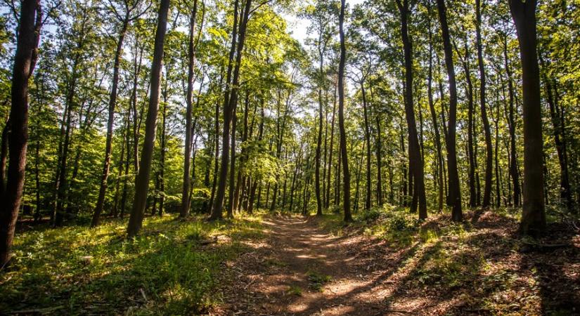 A legdrágább döntés az, ha nem döntünk: a magára hagyott erdők ára végül tonnákban és milliókban mérhető