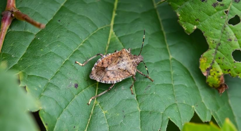A poloskák utálják ezt az illatot: fújd az ablakodra és messzire elkerülnek majd!