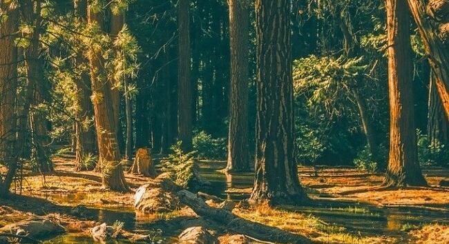 Két megyében tűzgyújtási tilalom lép életbe csütörtökön